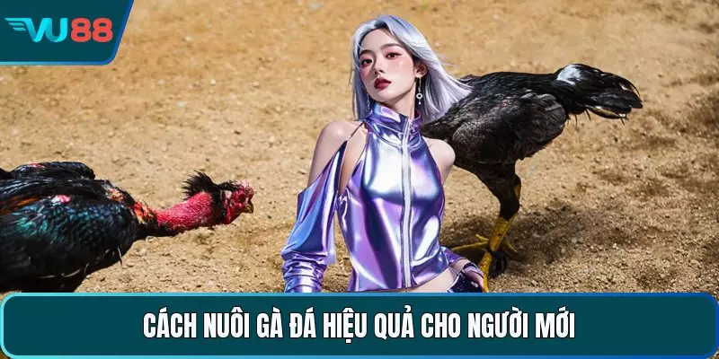 Cách nuôi gà đá hiệu quả cho người mới 